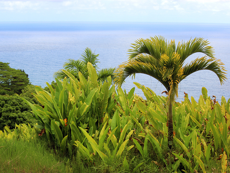 Haʻikū