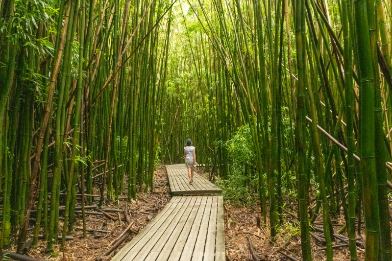 bamboo forest