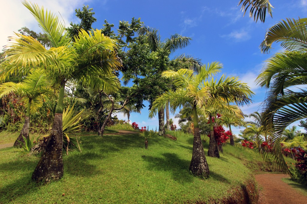 Hawaiian Arboretum