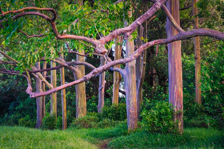 painted eucalyptus trees