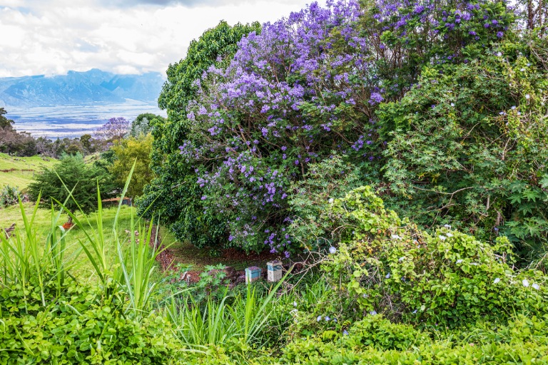 purple jacaranda