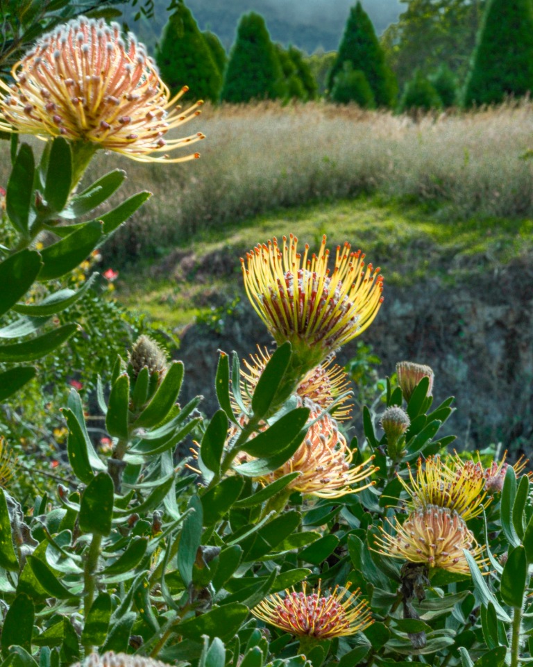 yellow orange pincushion