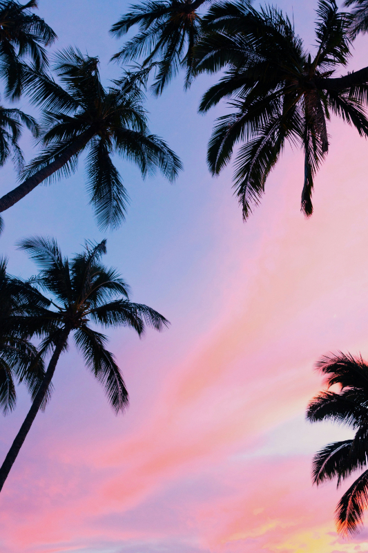 Palm Trees sunset